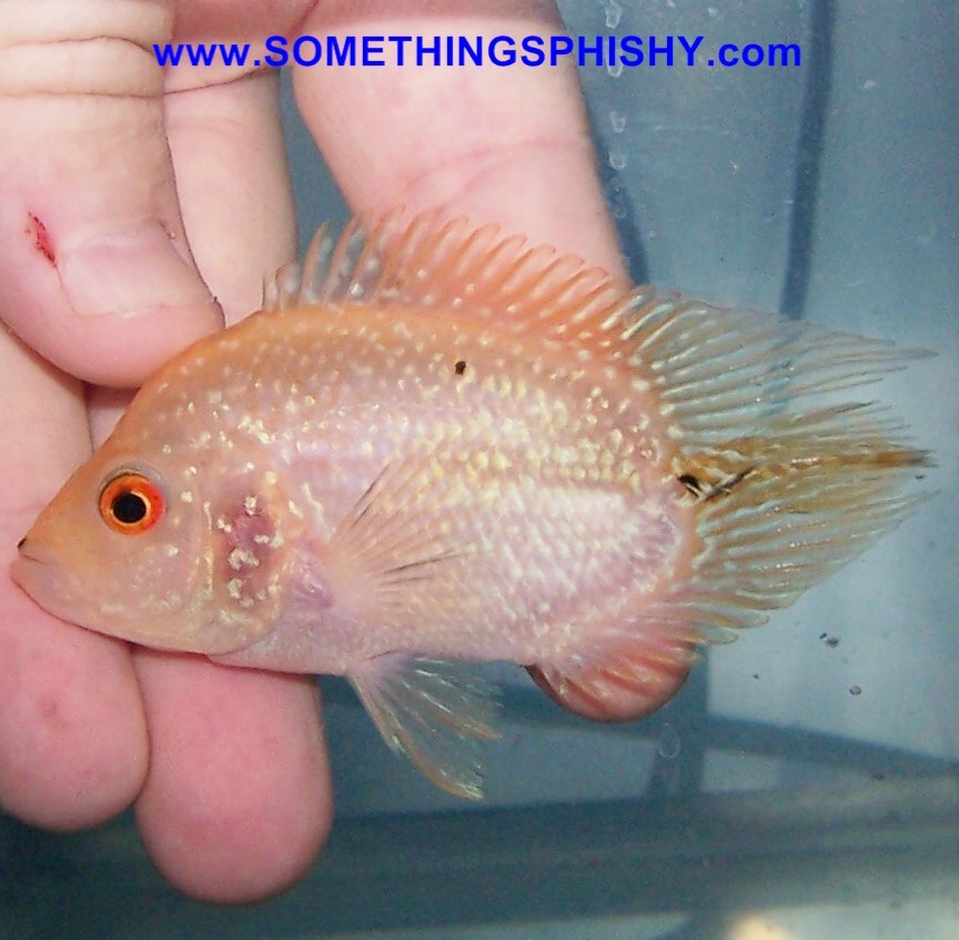Flowerhorn - Super Red Pearl (B1) -3 inch